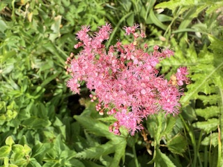 高山植物 花1