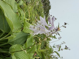 高山植物 花2